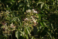 Crateva adansonii subsp. odora